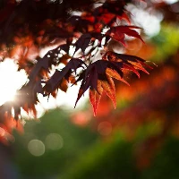 职业篮球教练如何制定有效的赛制训练计划?_0